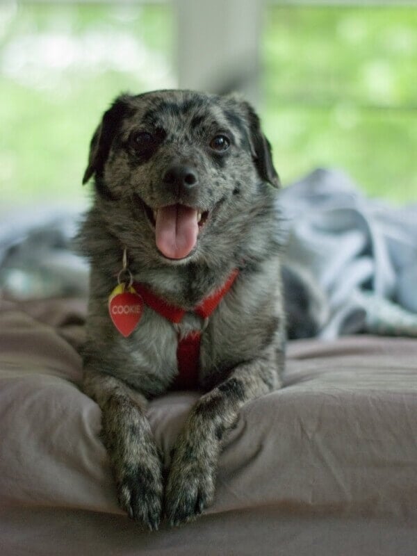 cute dog on bed