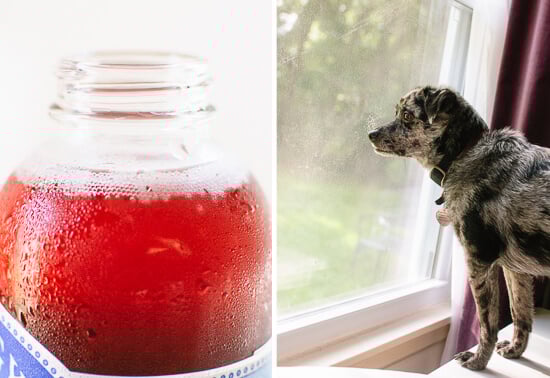gingerberry kombucha and dog