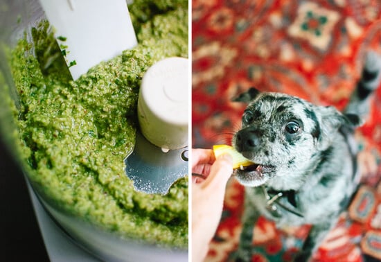 pesto and dog