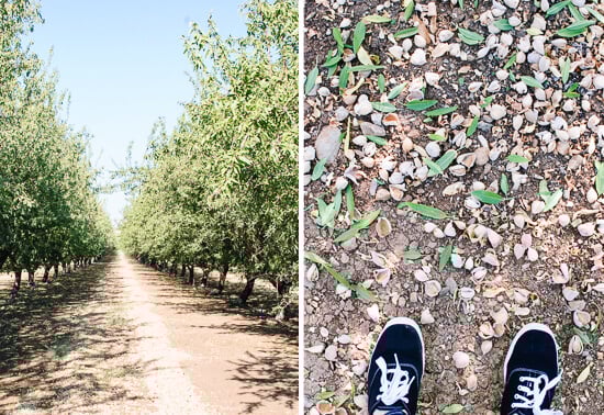 almond orchard